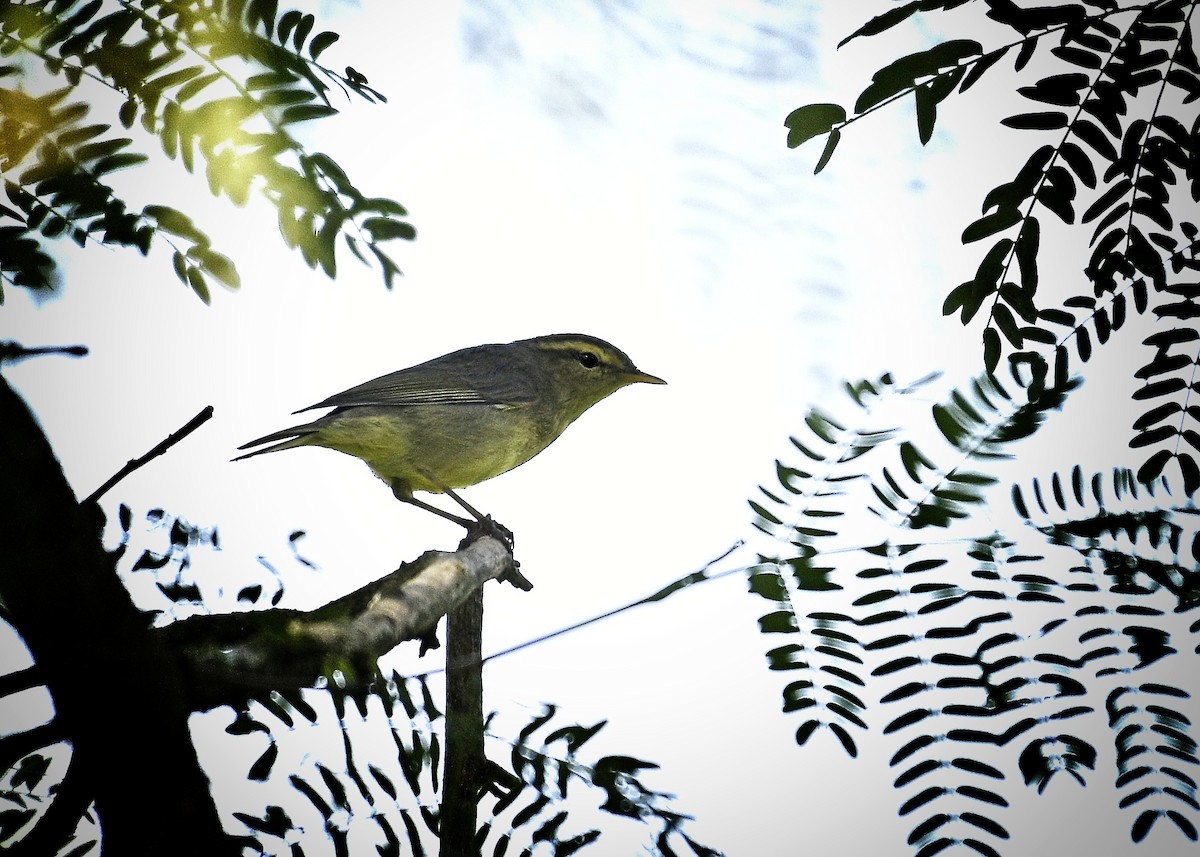 Вівчарик гімалайський - ML647118730