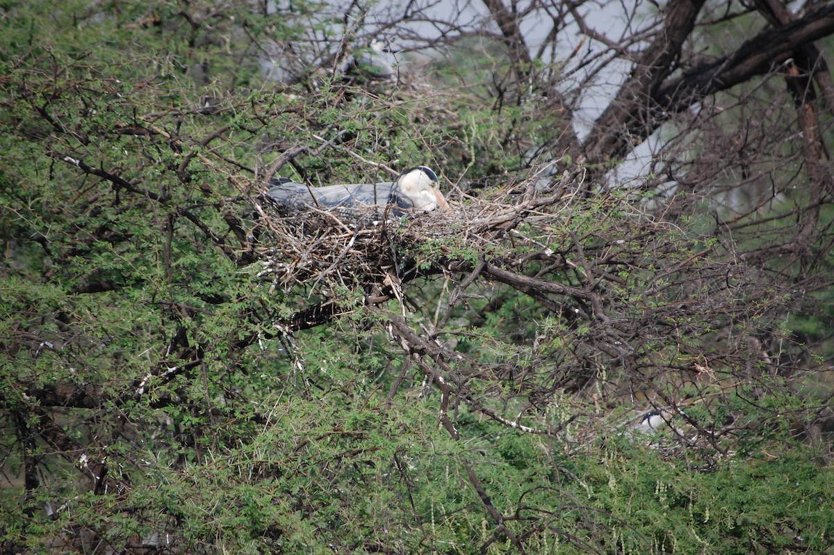 Чапля сіра - ML647118732