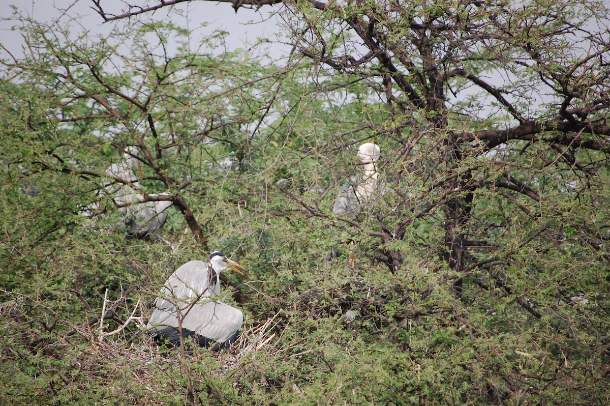 Чапля сіра - ML647118733