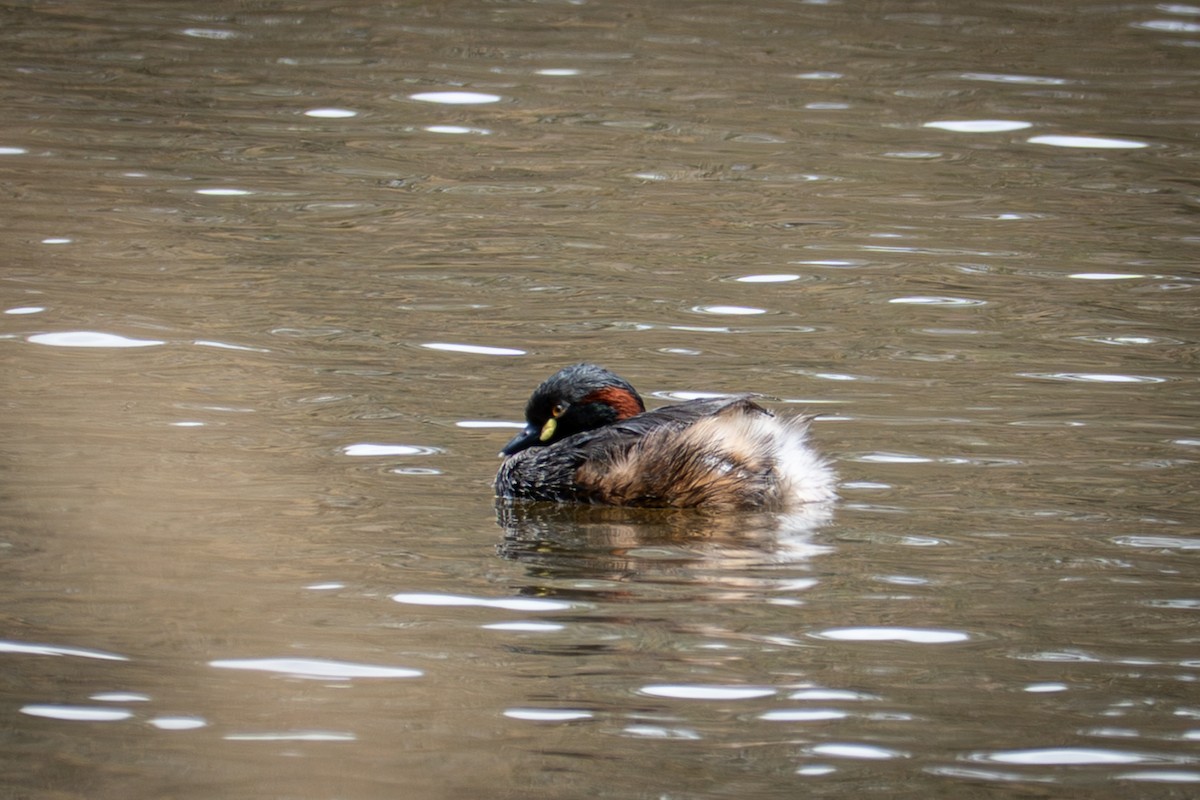 Пірникоза австралійська - ML647118734