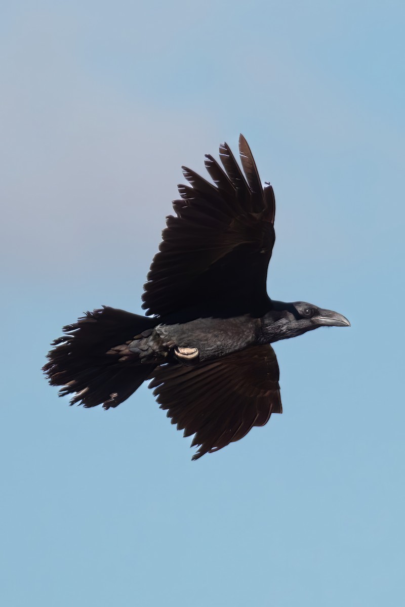 krkavec velký - ML647118735