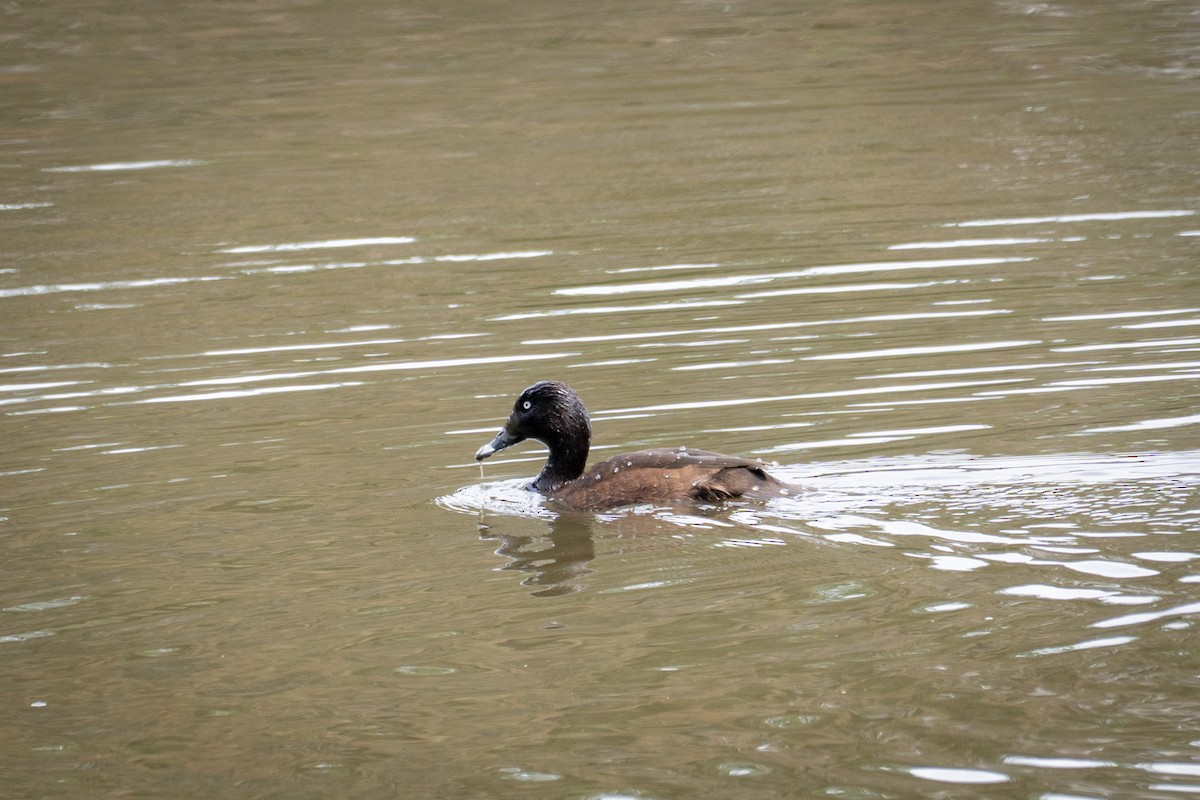 Hardhead - ML647118739