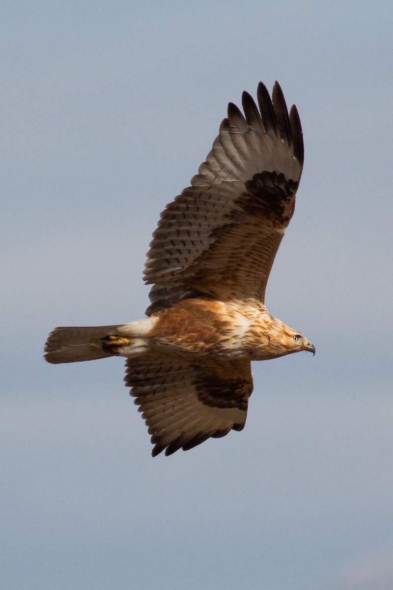 Kızıl Şahin - ML647118741