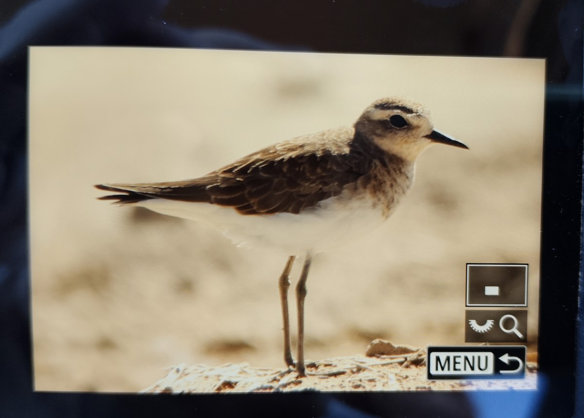 Caspian Plover - ML647118742