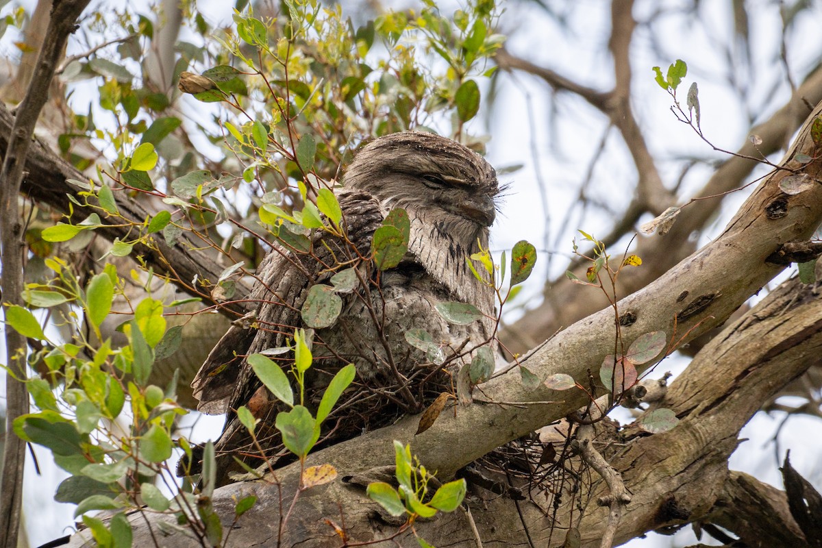 Tawny Frogmouth - ML647118743