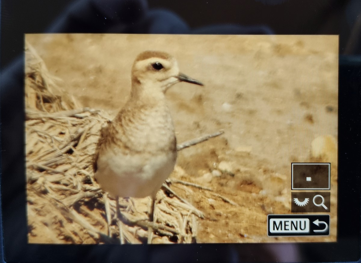 Caspian Plover - ML647118744