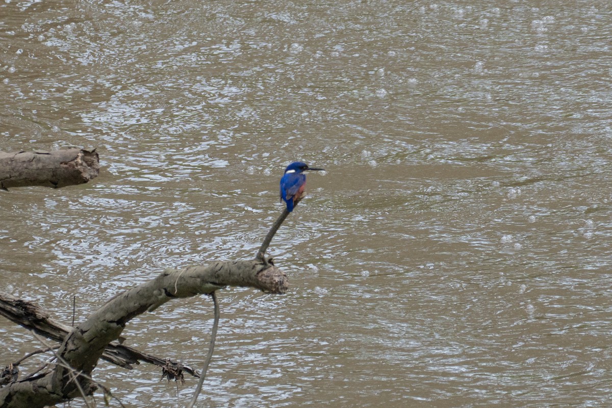 Azure Kingfisher - ML647118751