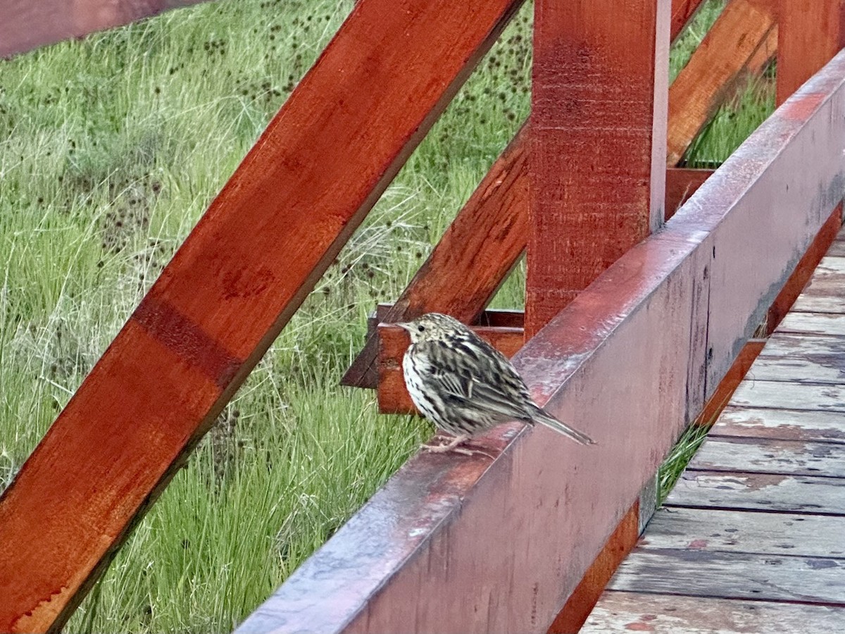 Correndera Pipit (Correndera) - ML647118786