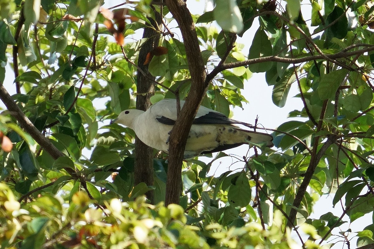 Pied Imperial-Pigeon - ML647118791