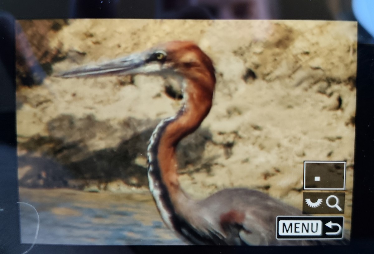 Goliath Heron - ML647118801