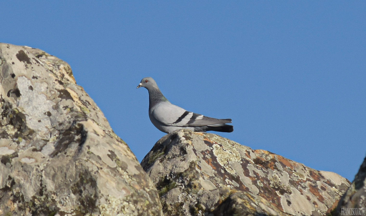 野鴿(野化) - ML647118803