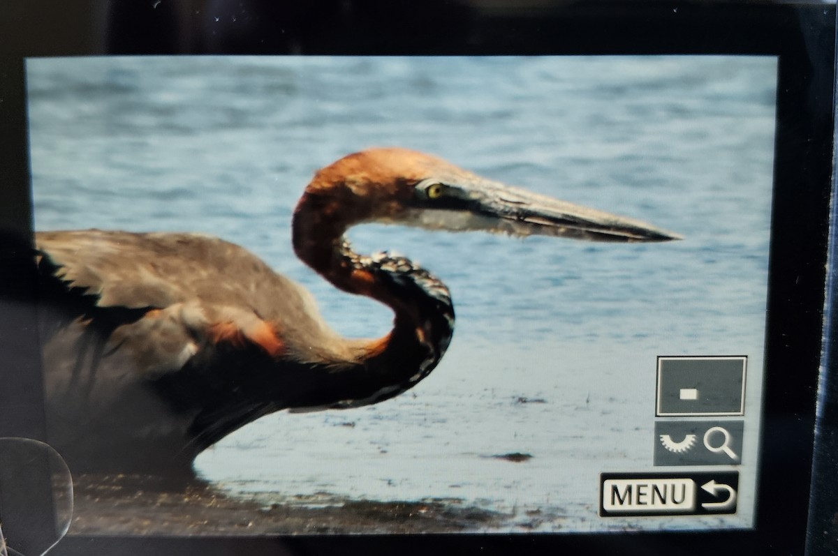 Goliath Heron - ML647118805