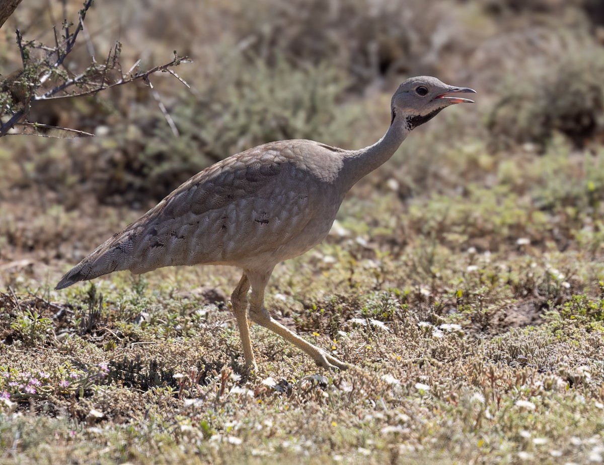 Karoo Bustard - ML647118808