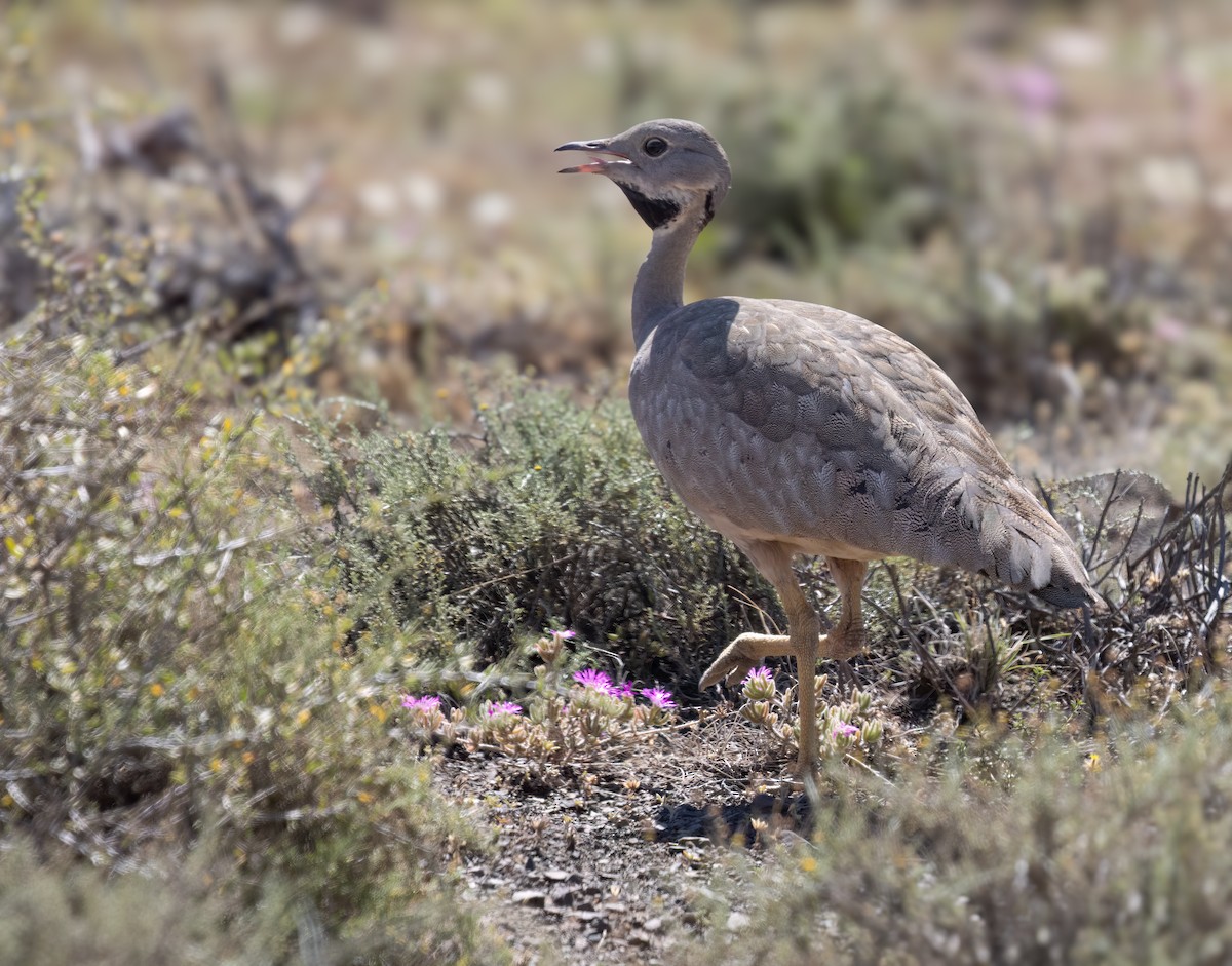 Karoo Bustard - ML647118809