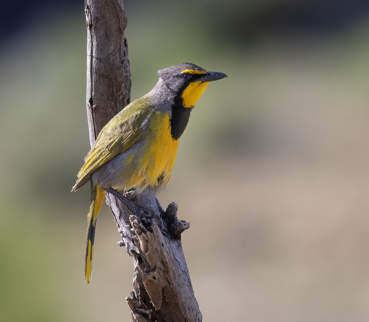 Bokmakierie - ML647118810