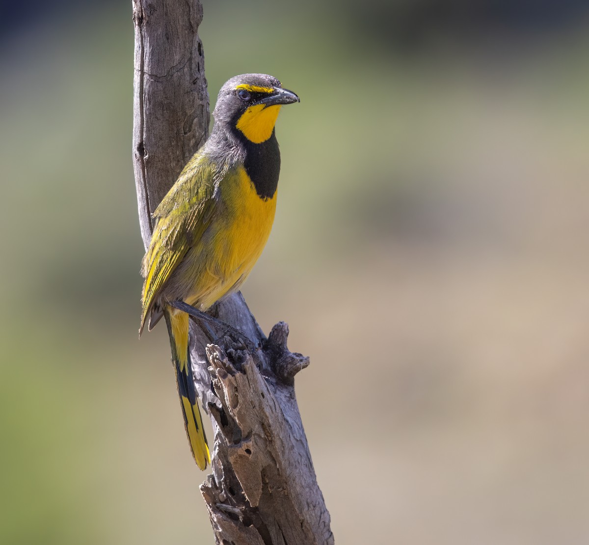 Bokmakierie - ML647118811