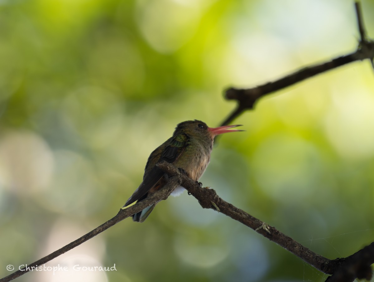 Gilded Hummingbird - ML647118812