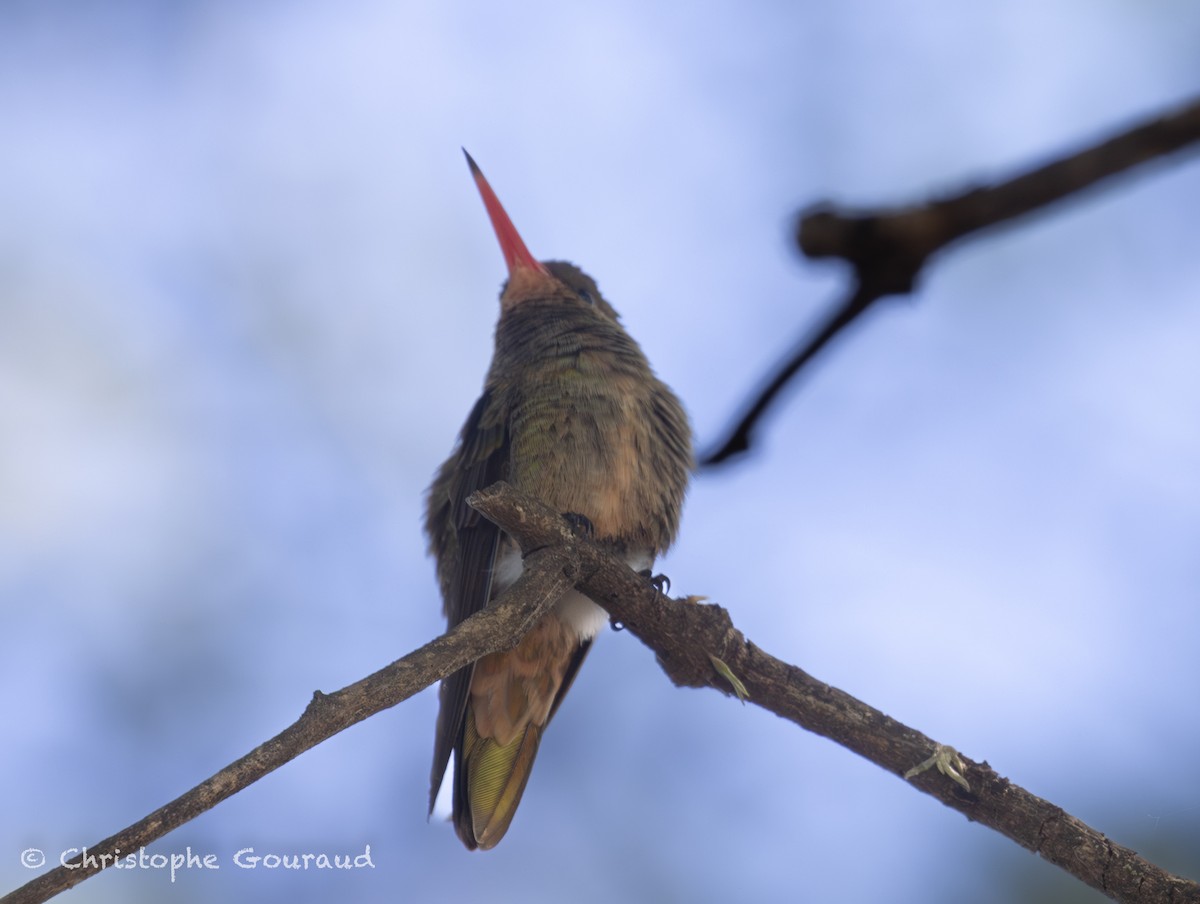 Gilded Hummingbird - ML647118813