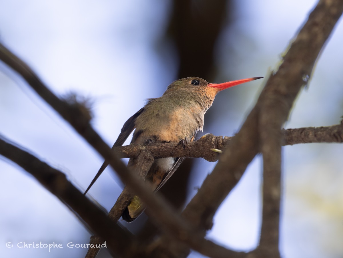 Gilded Hummingbird - ML647118814