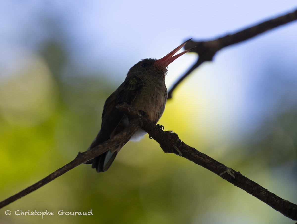 Gilded Hummingbird - ML647118815
