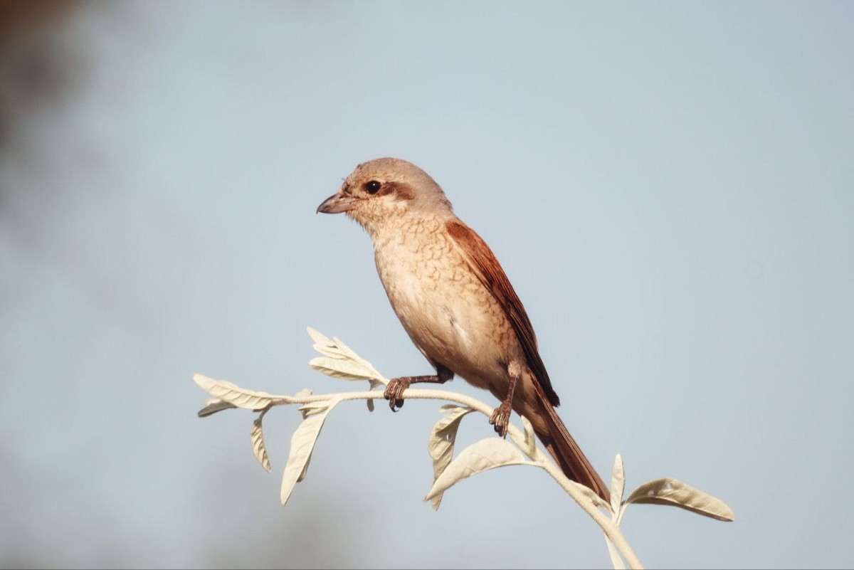 Red-backed Shrike - ML647118822