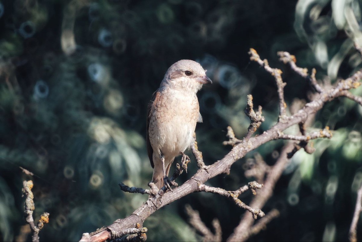 Red-backed Shrike - ML647118823