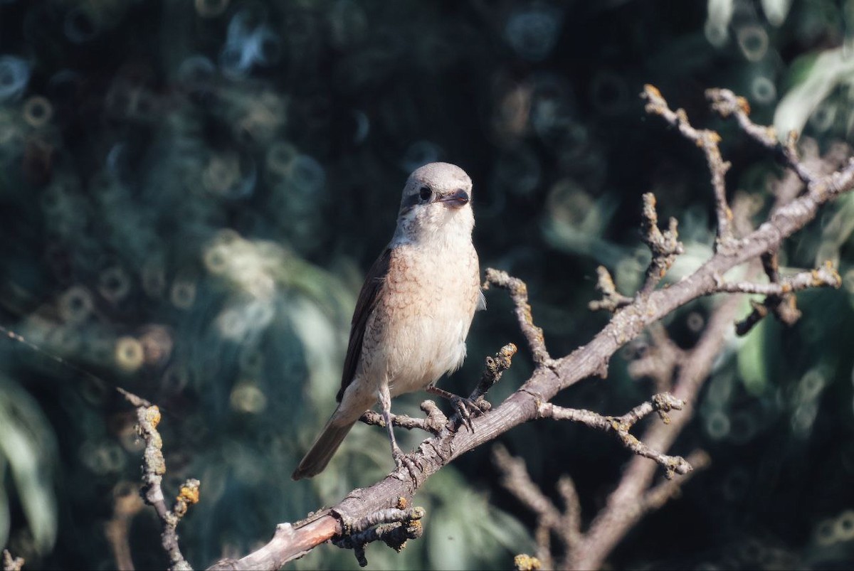 Red-backed Shrike - ML647118824