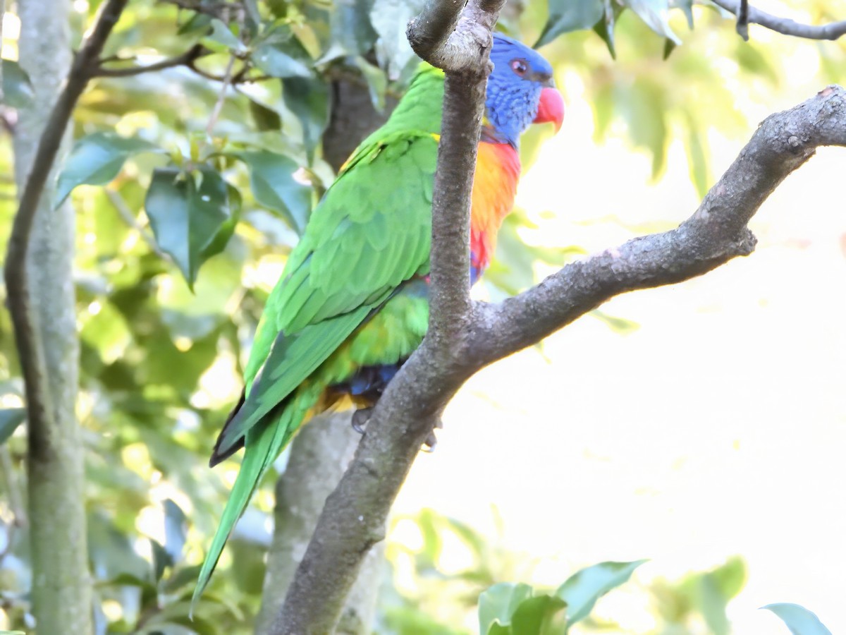 Rainbow Lorikeet - ML647118826