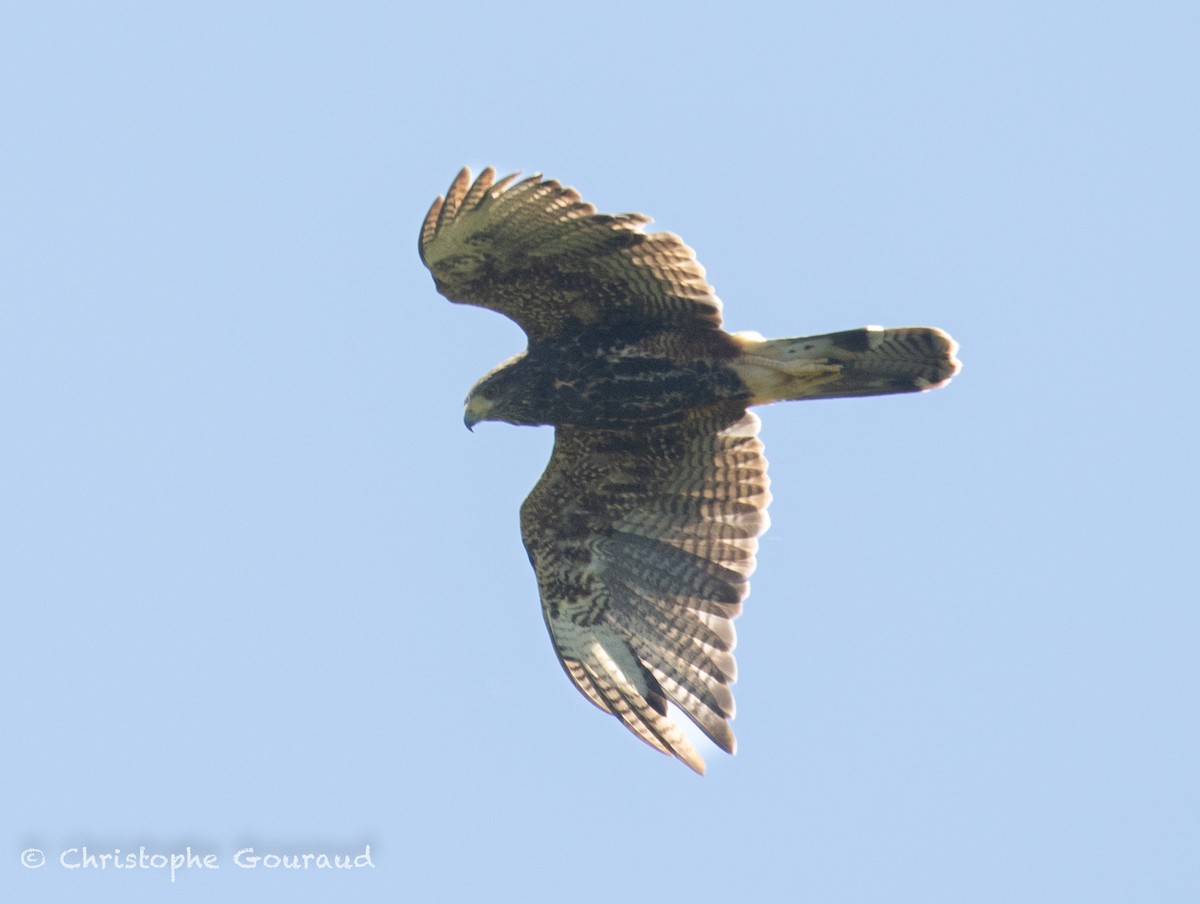 Harris's Hawk (Bay-winged) - ML647118827