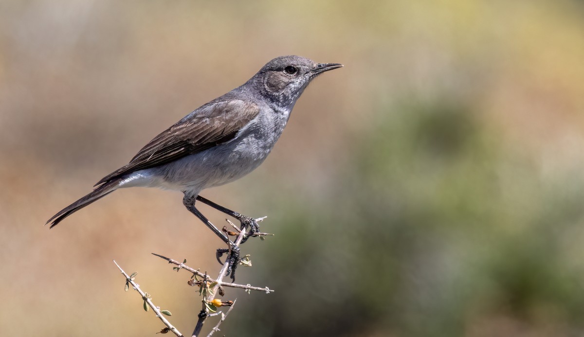 Karoo Chat - Tanya Hattingh