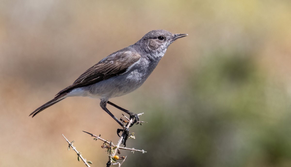 Karoo Chat - Tanya Hattingh