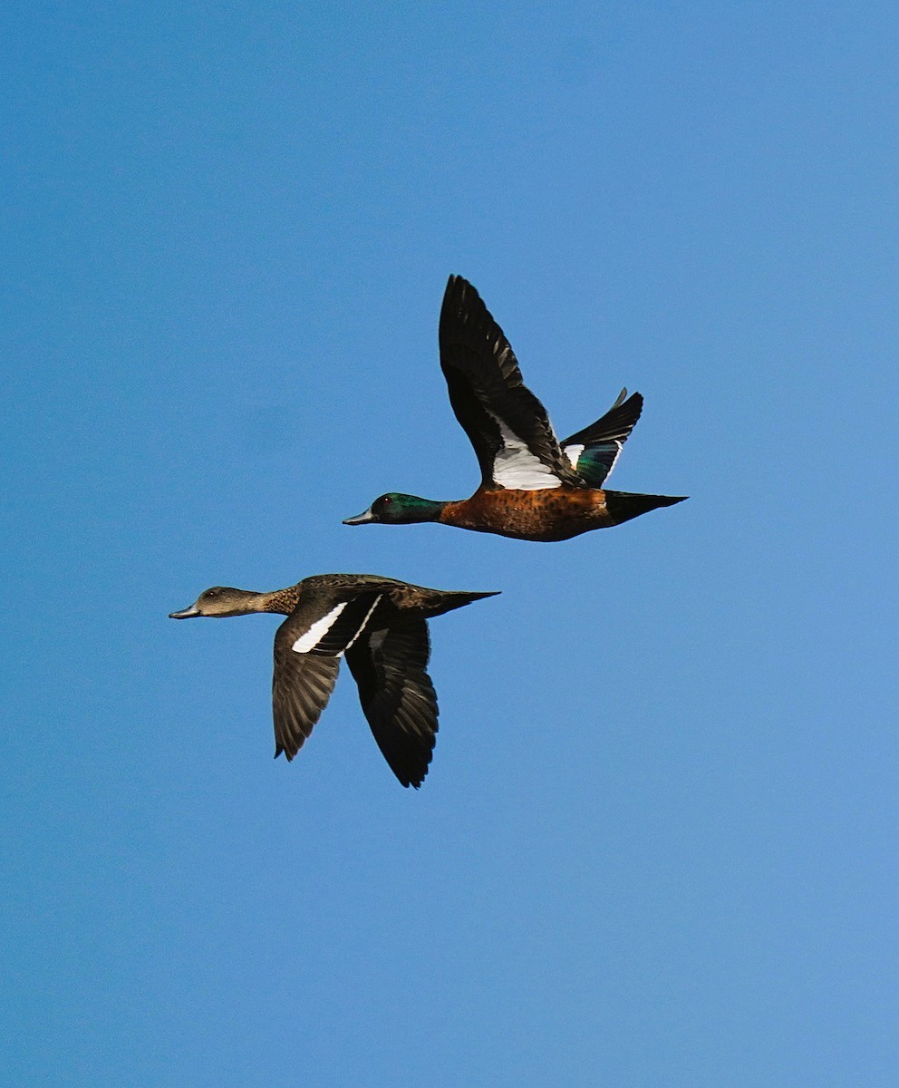 Chestnut Teal - ML647118830