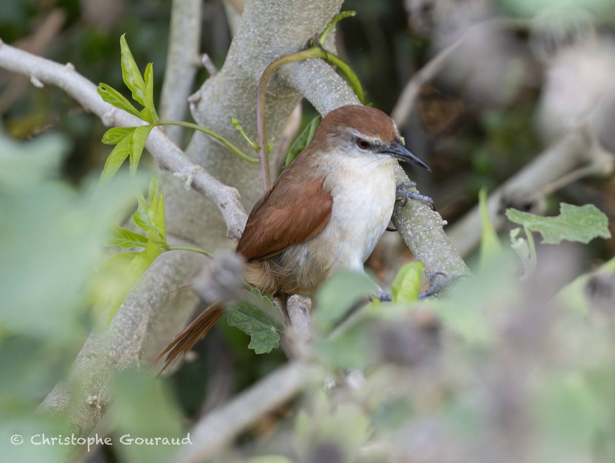 Yellow-chinned Spinetail - ML647118832