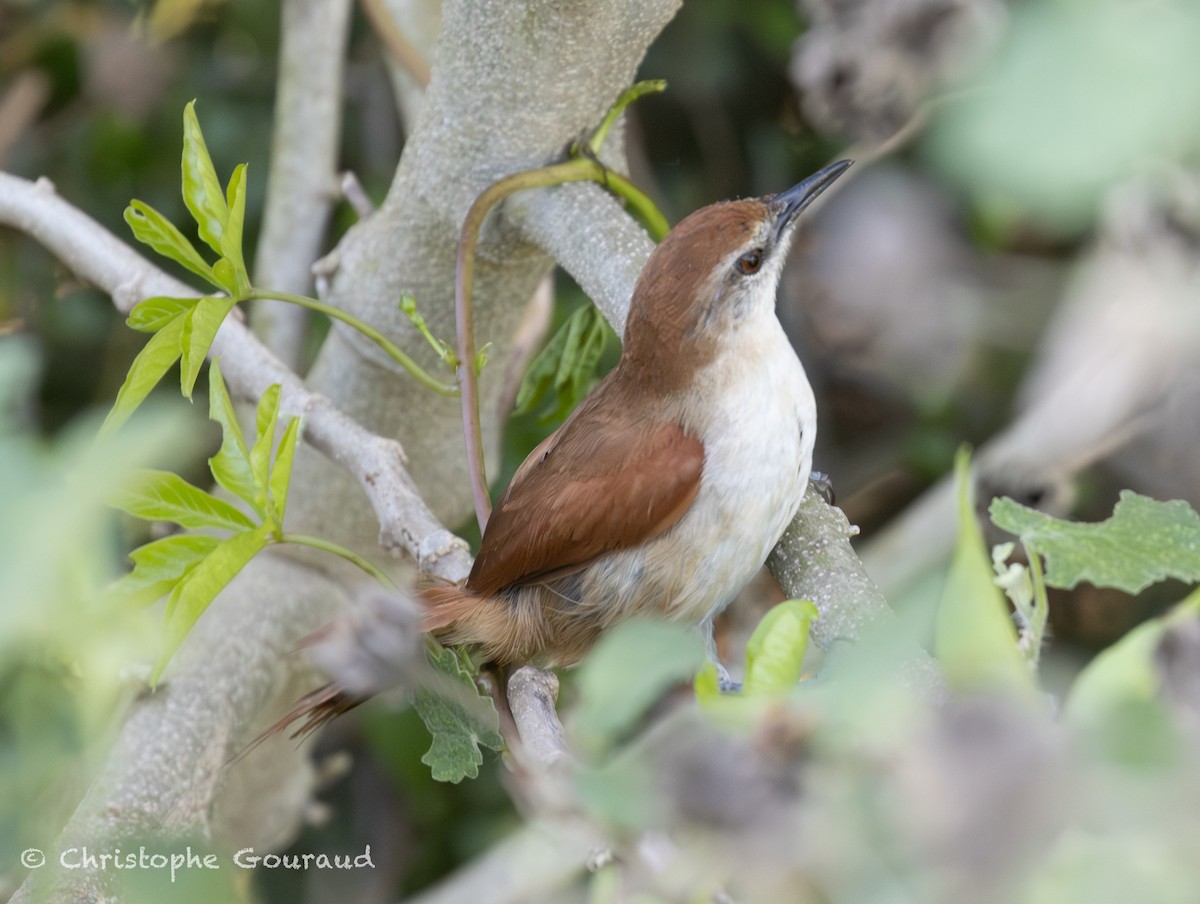 Yellow-chinned Spinetail - ML647118833