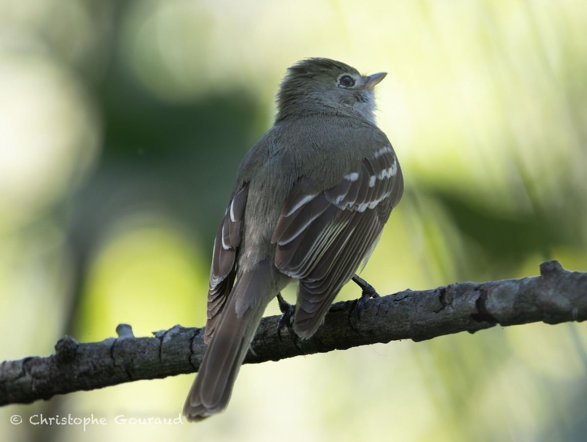 Small-billed Elaenia - ML647118835