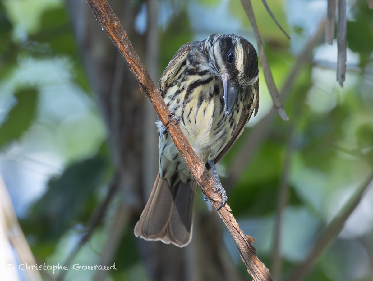 Streaked Flycatcher - ML647118836