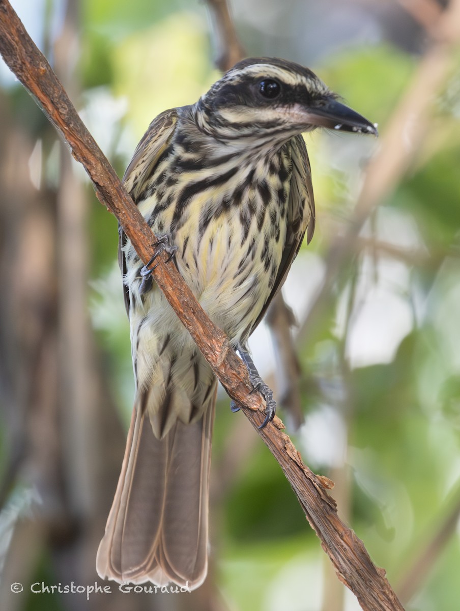 Streaked Flycatcher - ML647118837