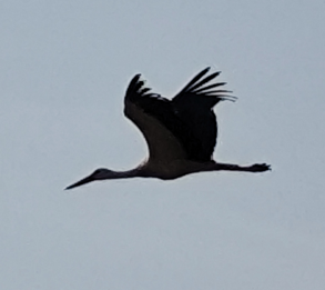 White Stork - ML647118838