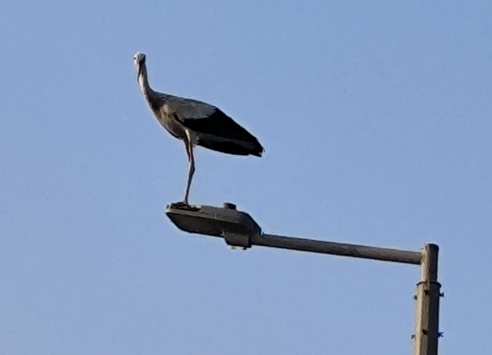 White Stork - ML647118839
