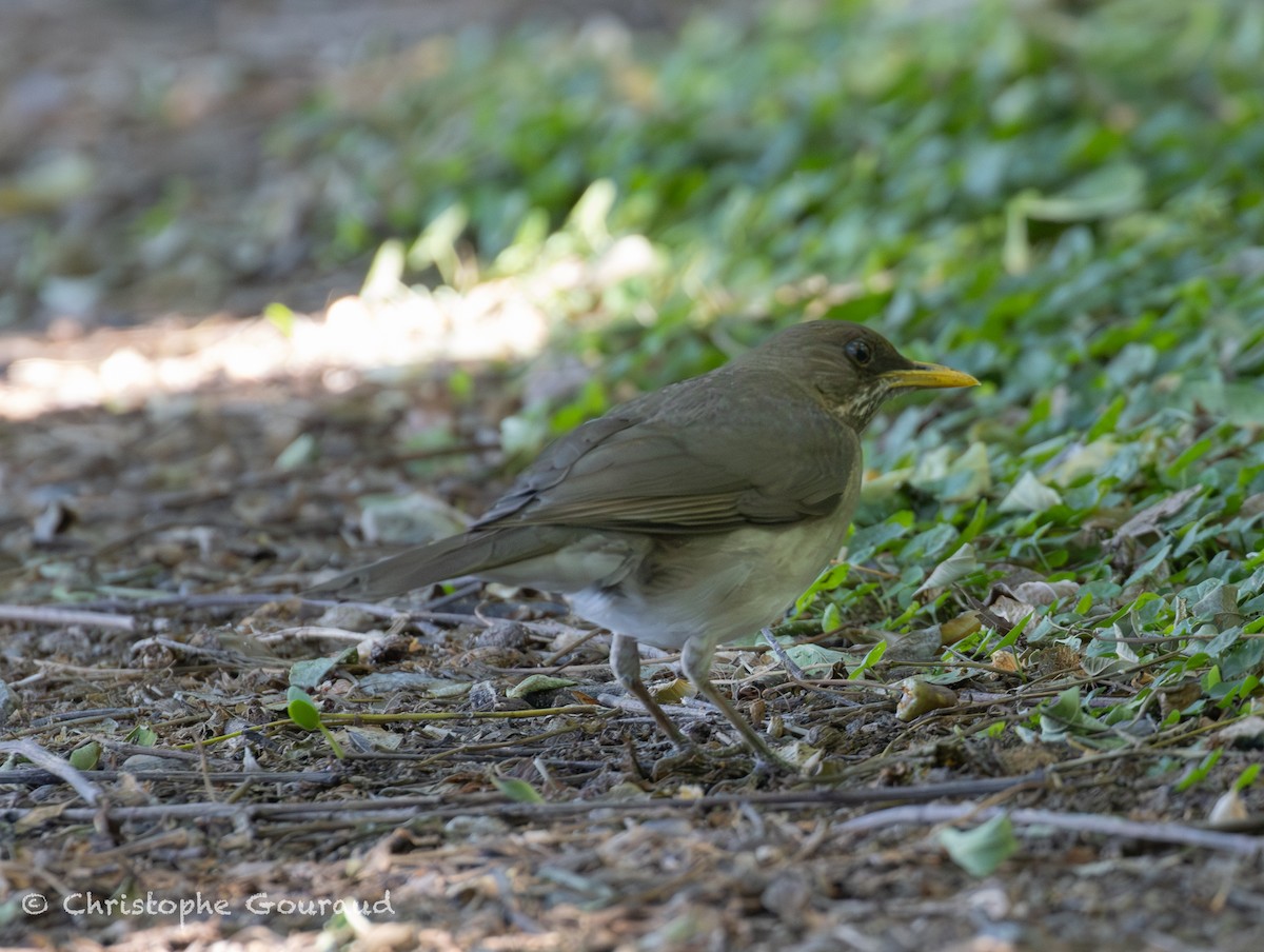 Creamy-bellied Thrush - ML647118841