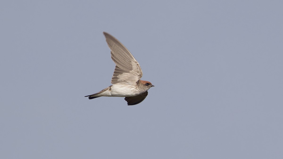 Streak-throated Swallow - ML647118842