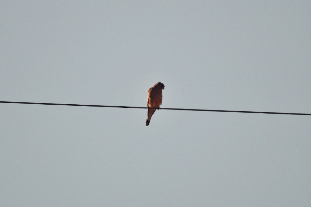 Eurasian Kestrel - ML647118843