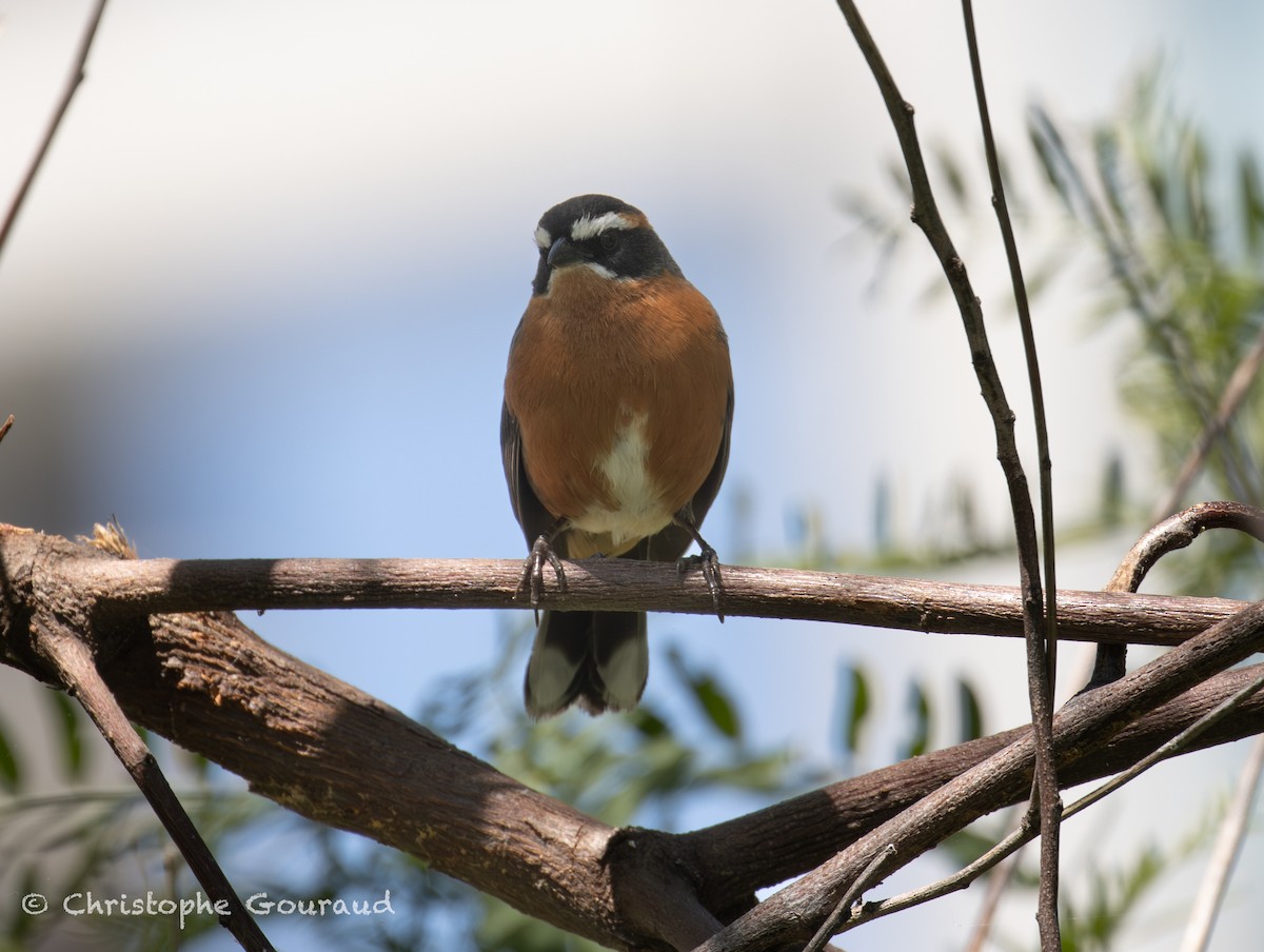Black-and-rufous Warbling Finch - ML647118844