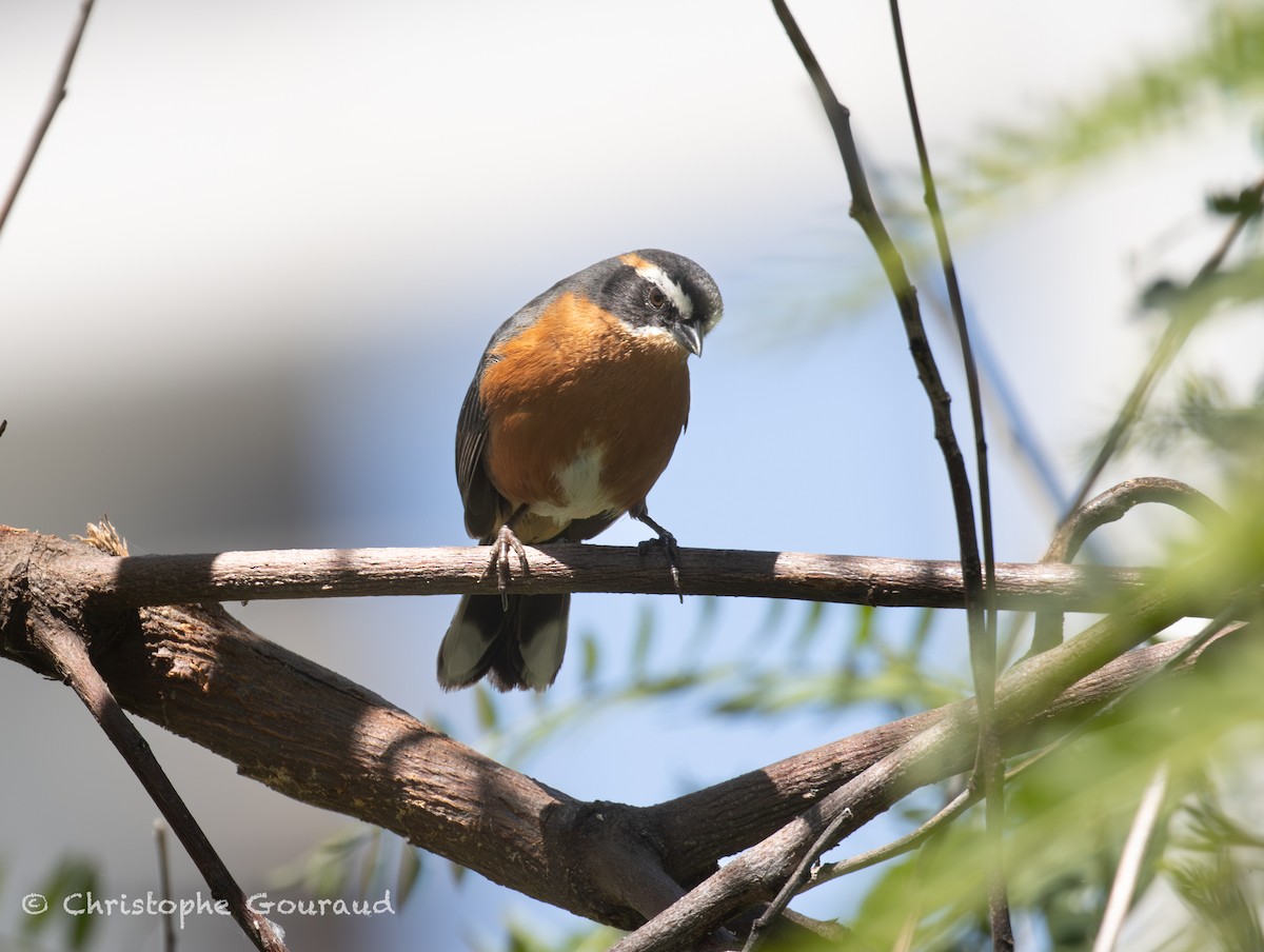 Black-and-rufous Warbling Finch - ML647118845