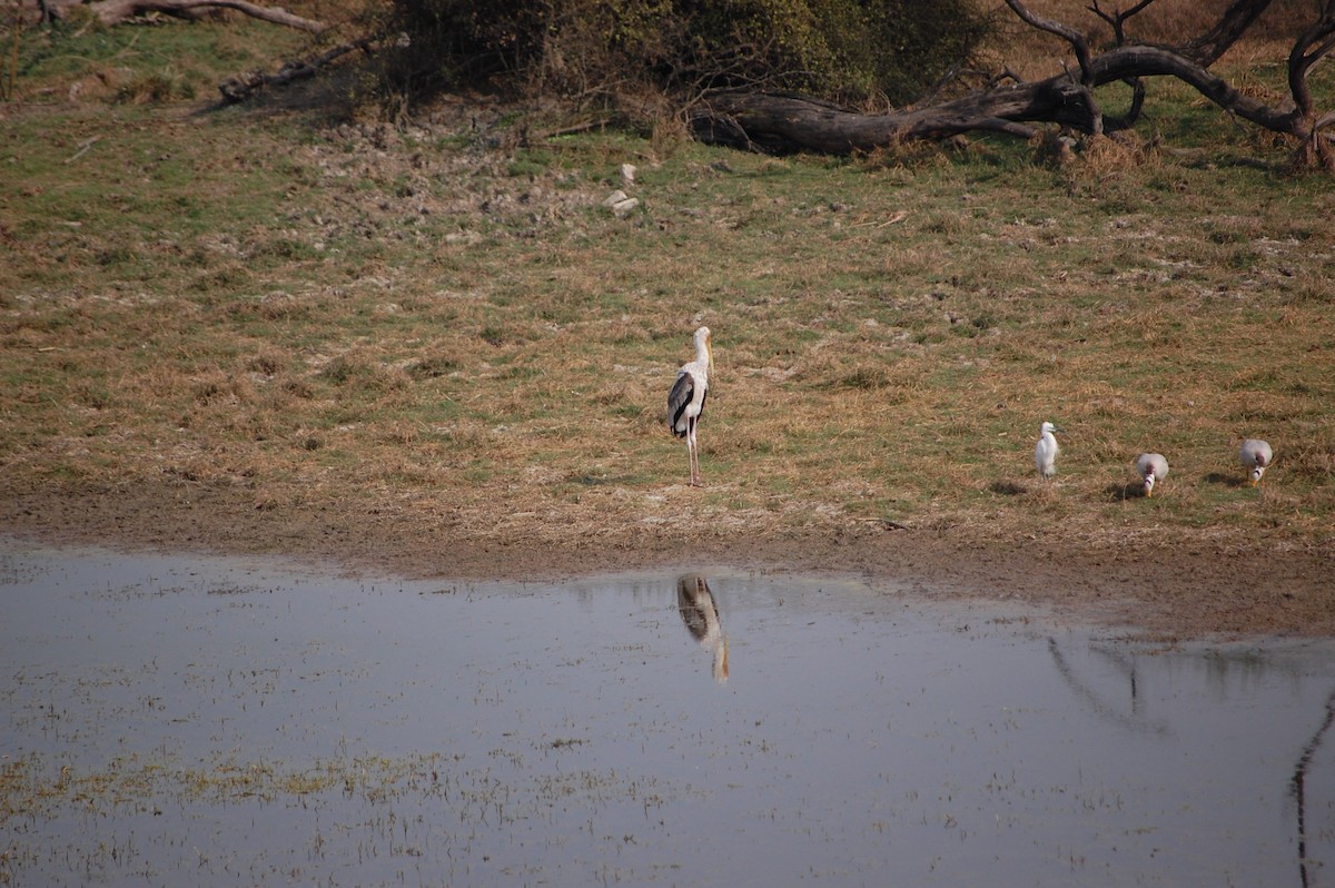 Painted Stork - ML647118847