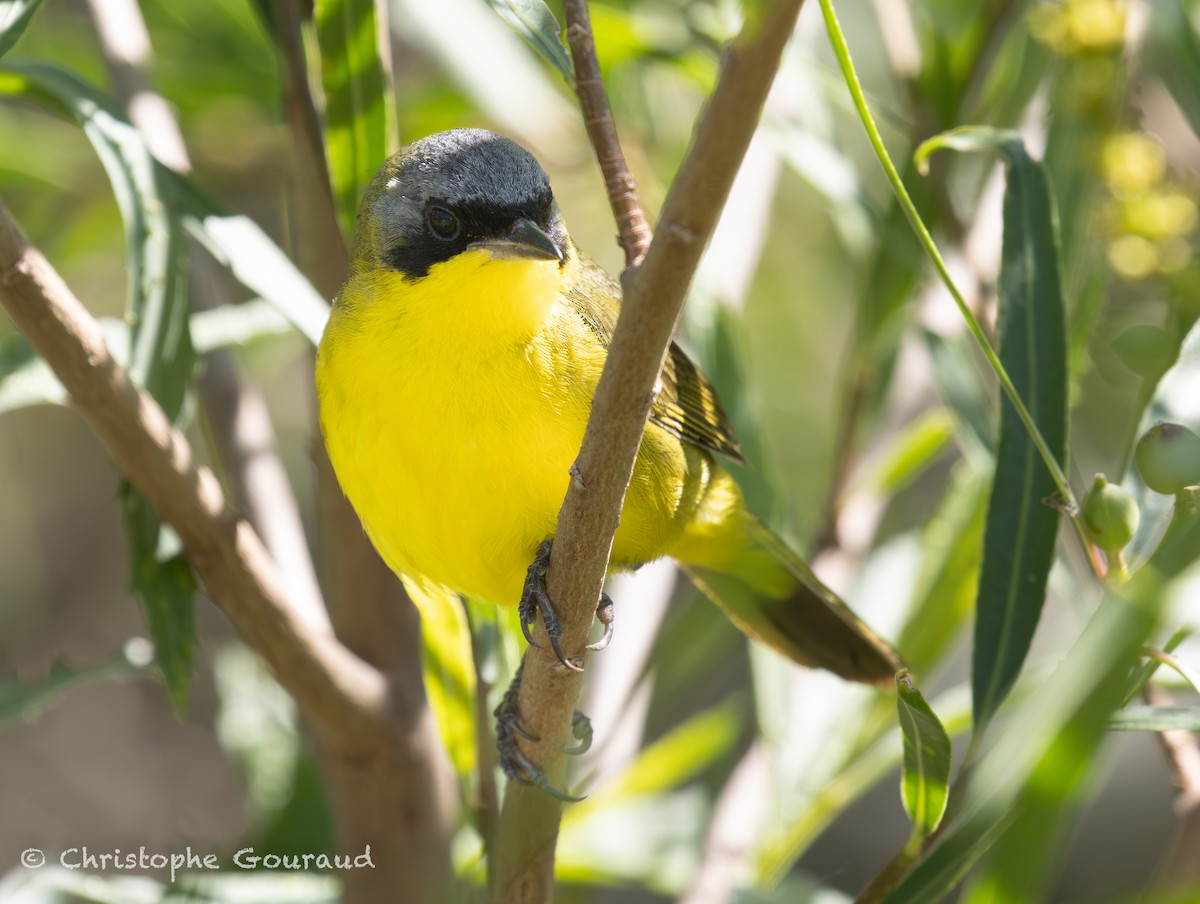Southern Yellowthroat - ML647118848