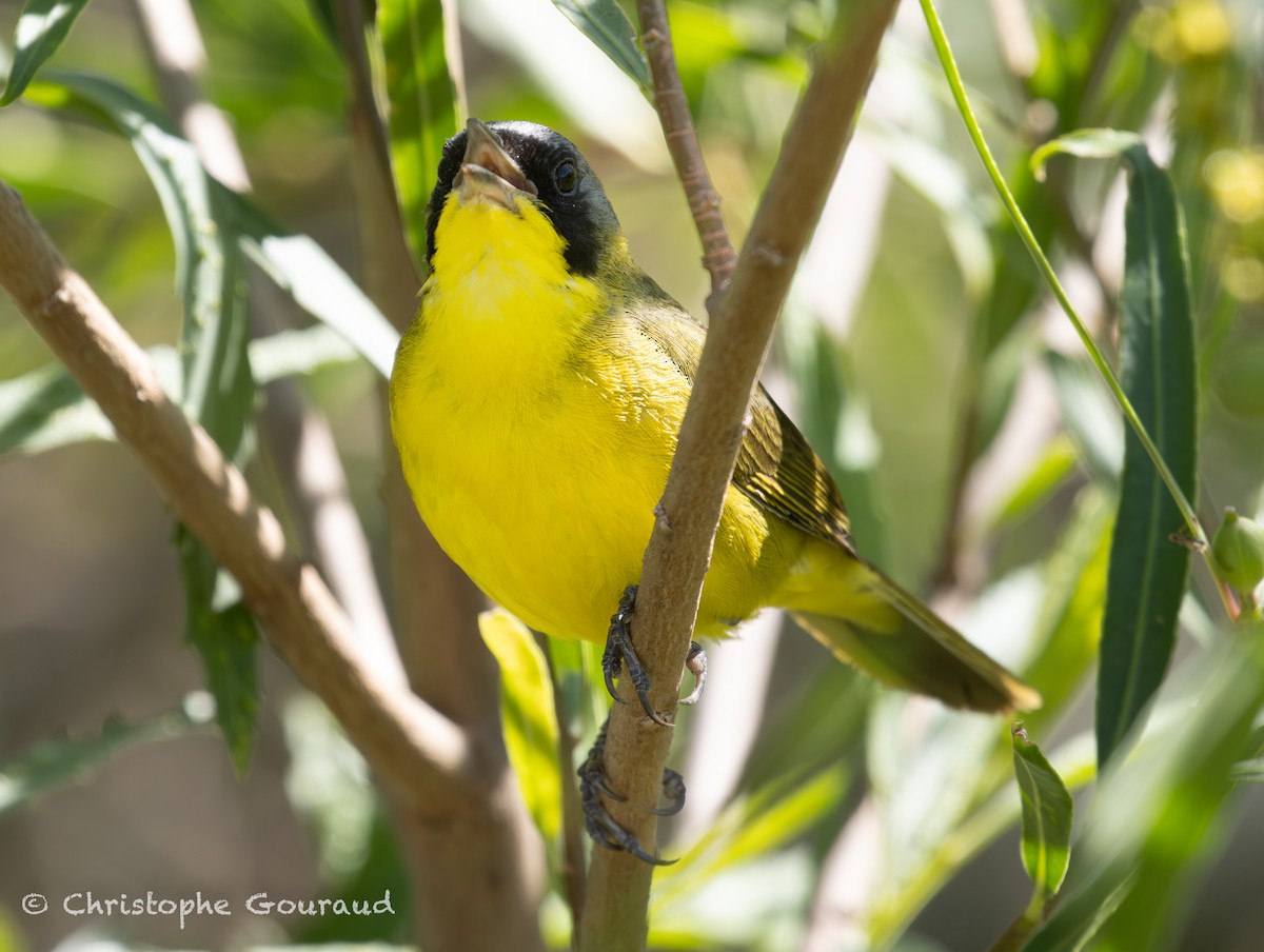 Southern Yellowthroat - ML647118849