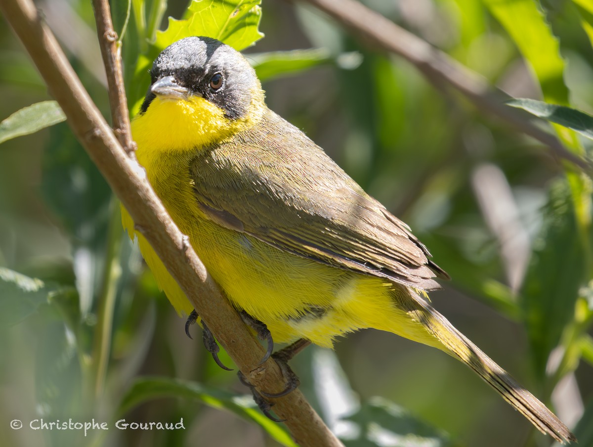 Southern Yellowthroat - ML647118851