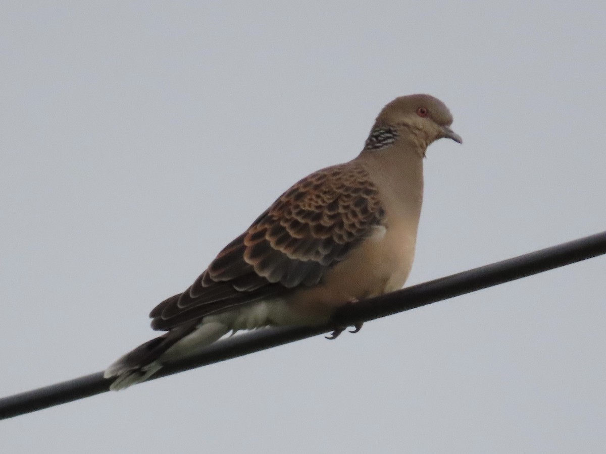 Oriental Turtle-Dove - ML647118852