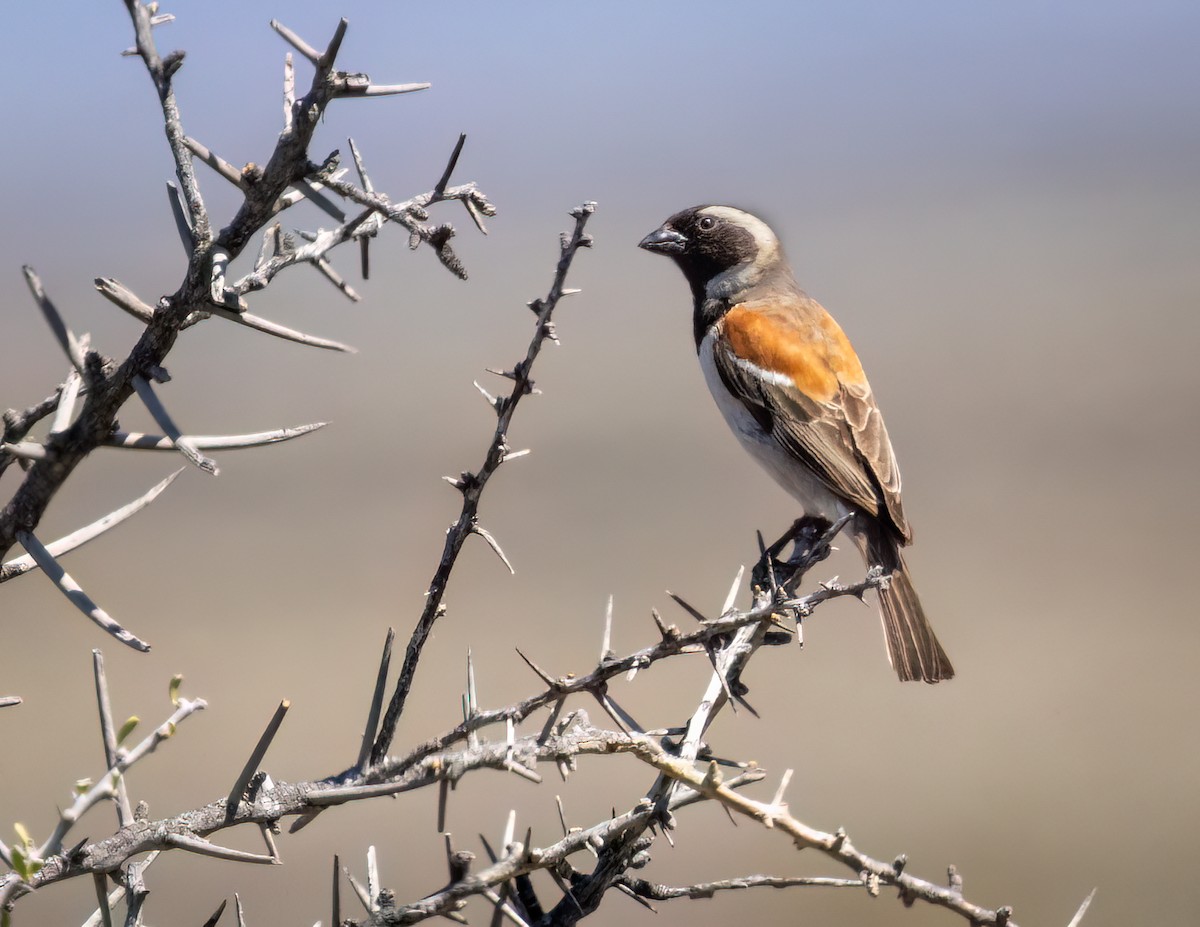 Cape Sparrow - ML647118862